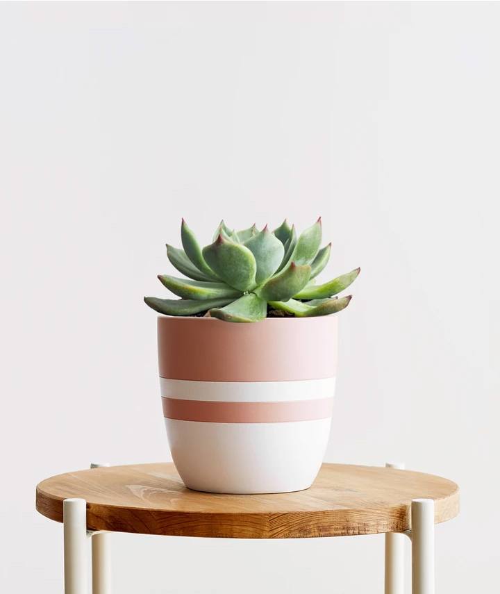 Hoya Hindu Rope