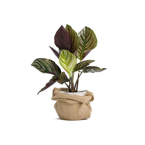 Oilcloth Flower