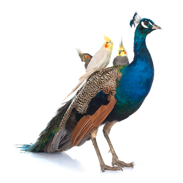 Bird Beautiful