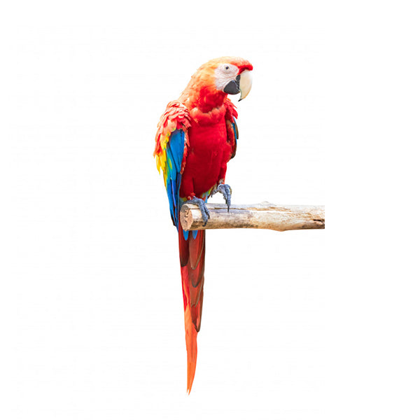 Macaw Parrot