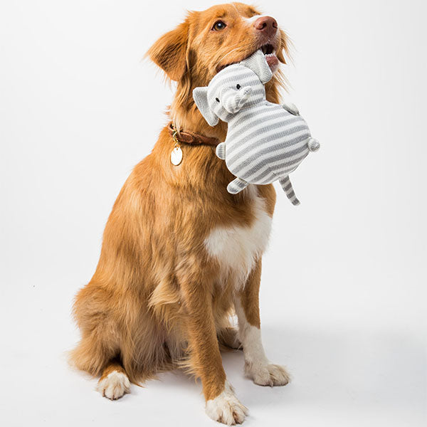 Toy For Dogs A1
