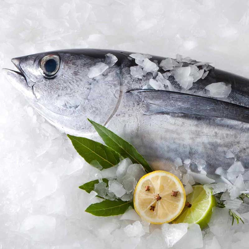 Fresh Bluefish