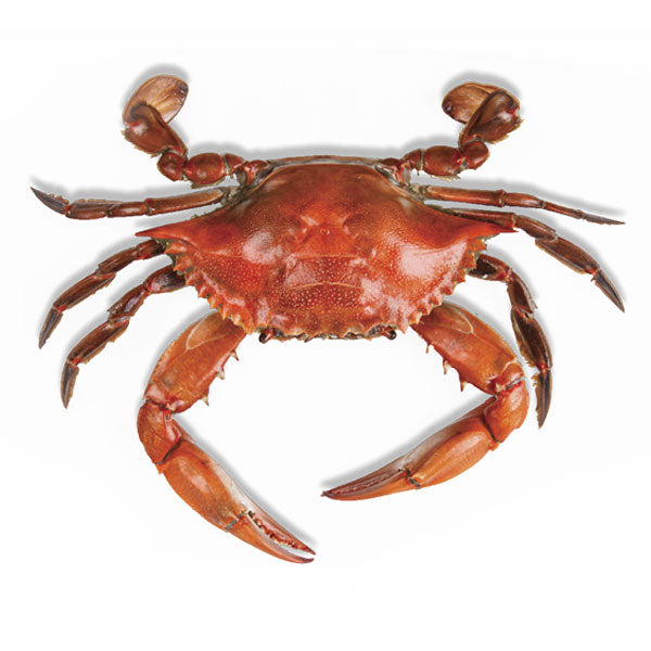 Frozen Porcelain Crab