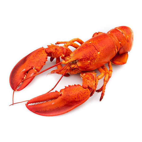 Fresh Lobster Meat