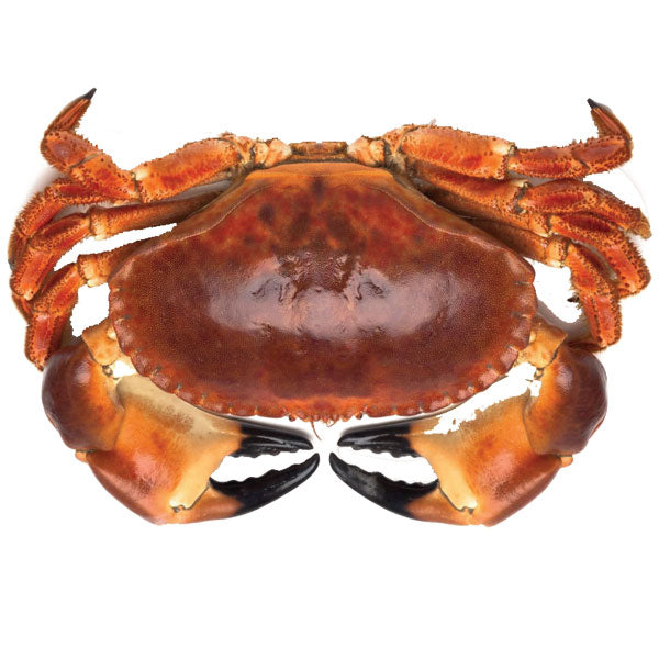 Fresh Hermit Crab