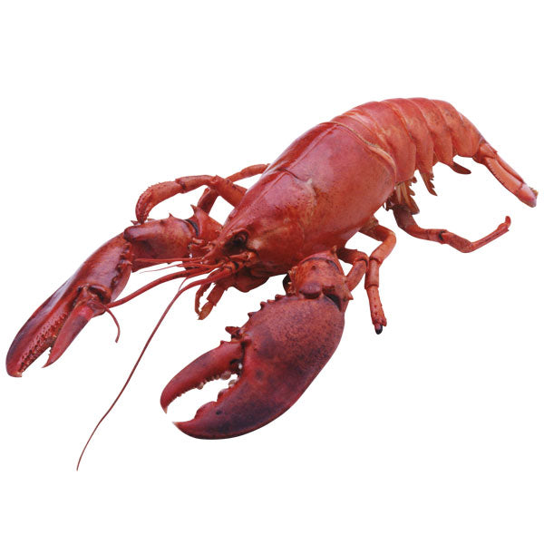 Fresh Lobster Claw