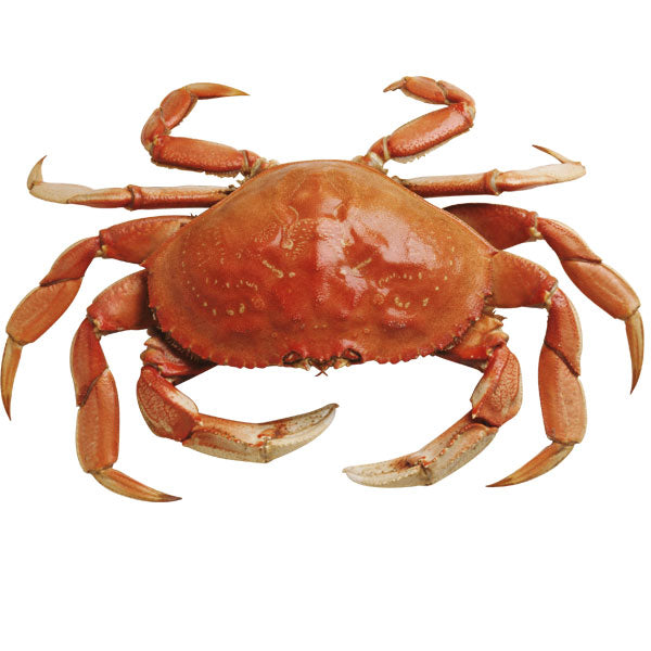 Fresh Crab Claw